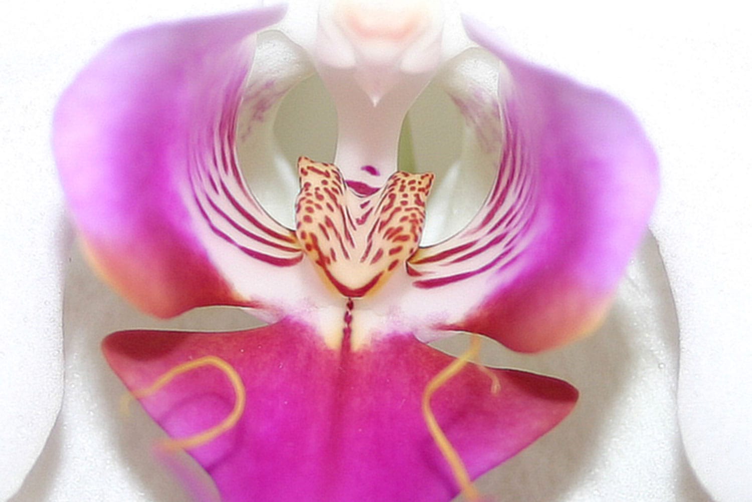 Orkideblomst