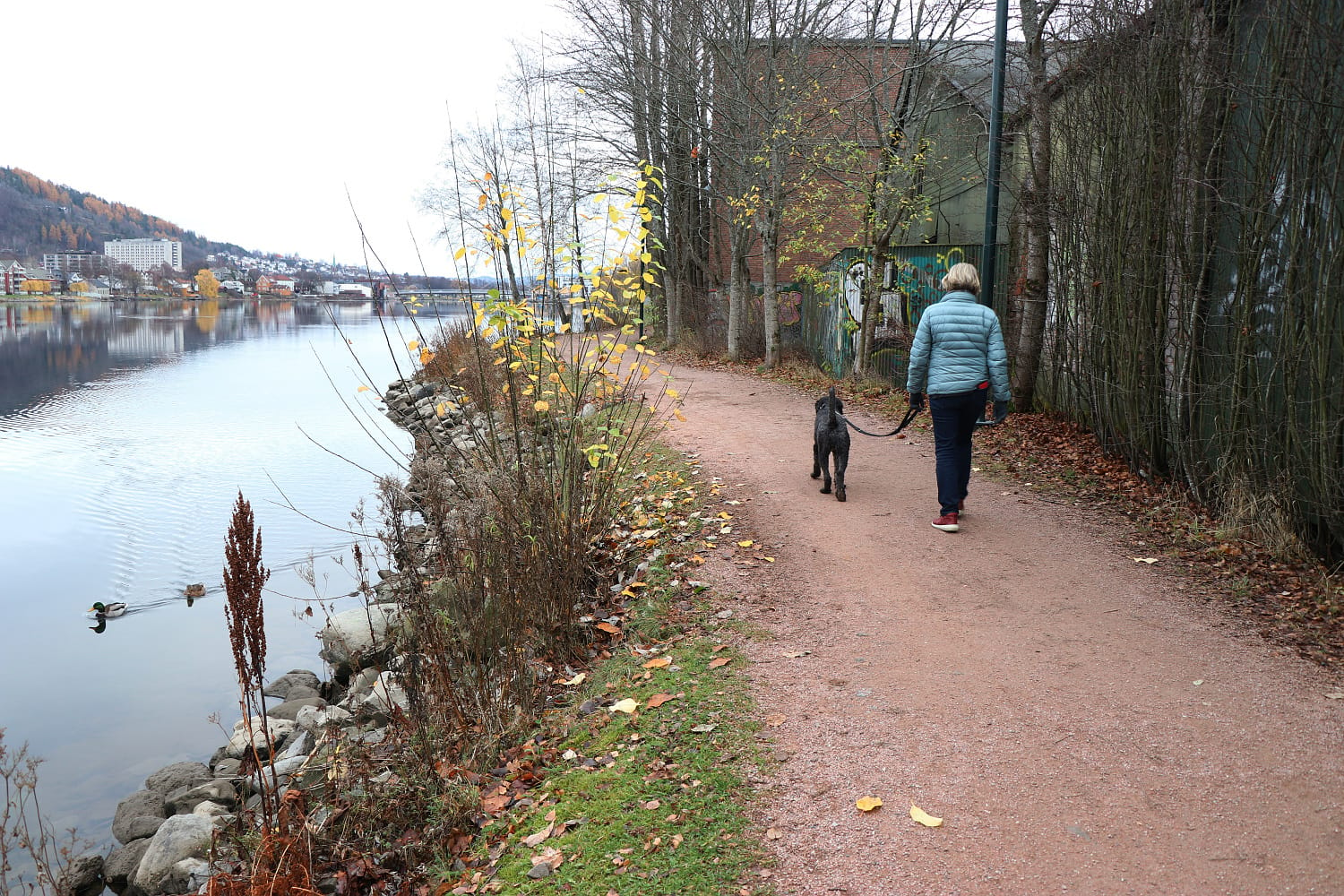 Kvinne går tur med hund i bånd langs Drammenselva.