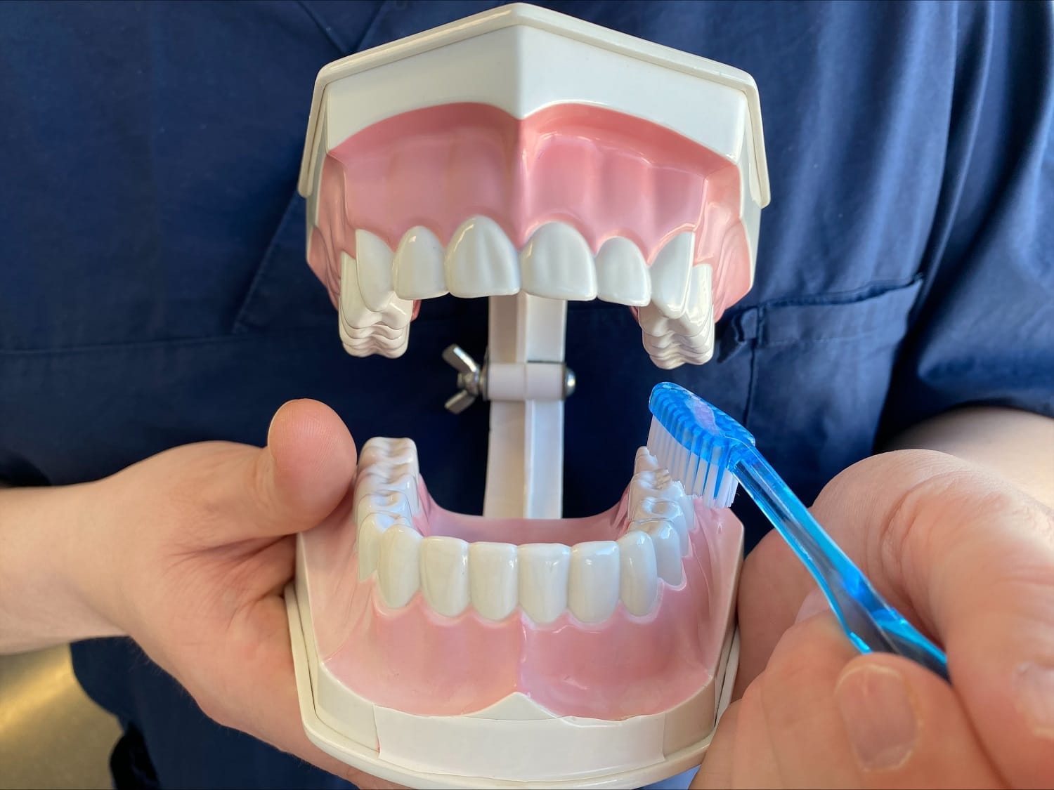 En modell av en munn som viser hvordan man skal pusse tennene riktig. 
