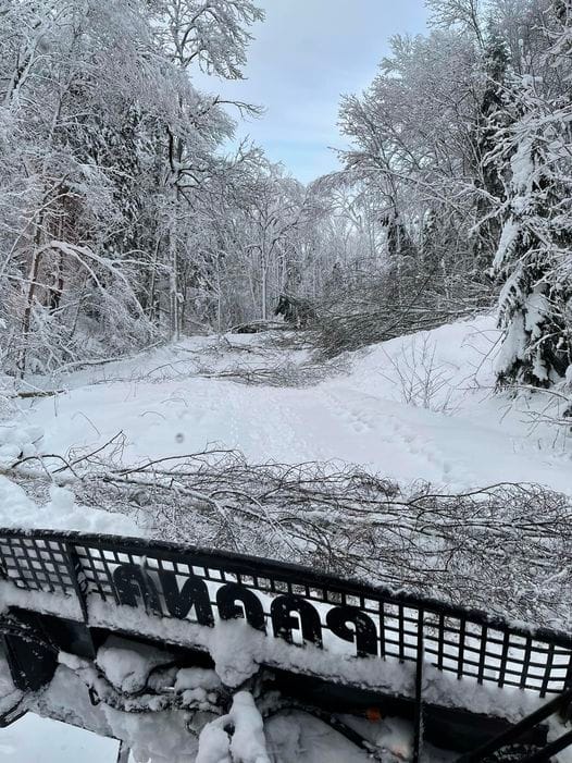 vinterbilde fra stien ved nordbykollen, der mange trær har bukket på grunn v den tunge snøen.