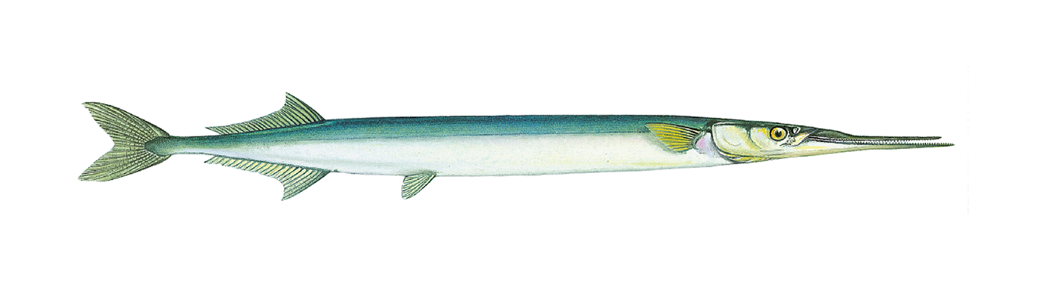 Illustrasjon av fiskearten Horngjel.