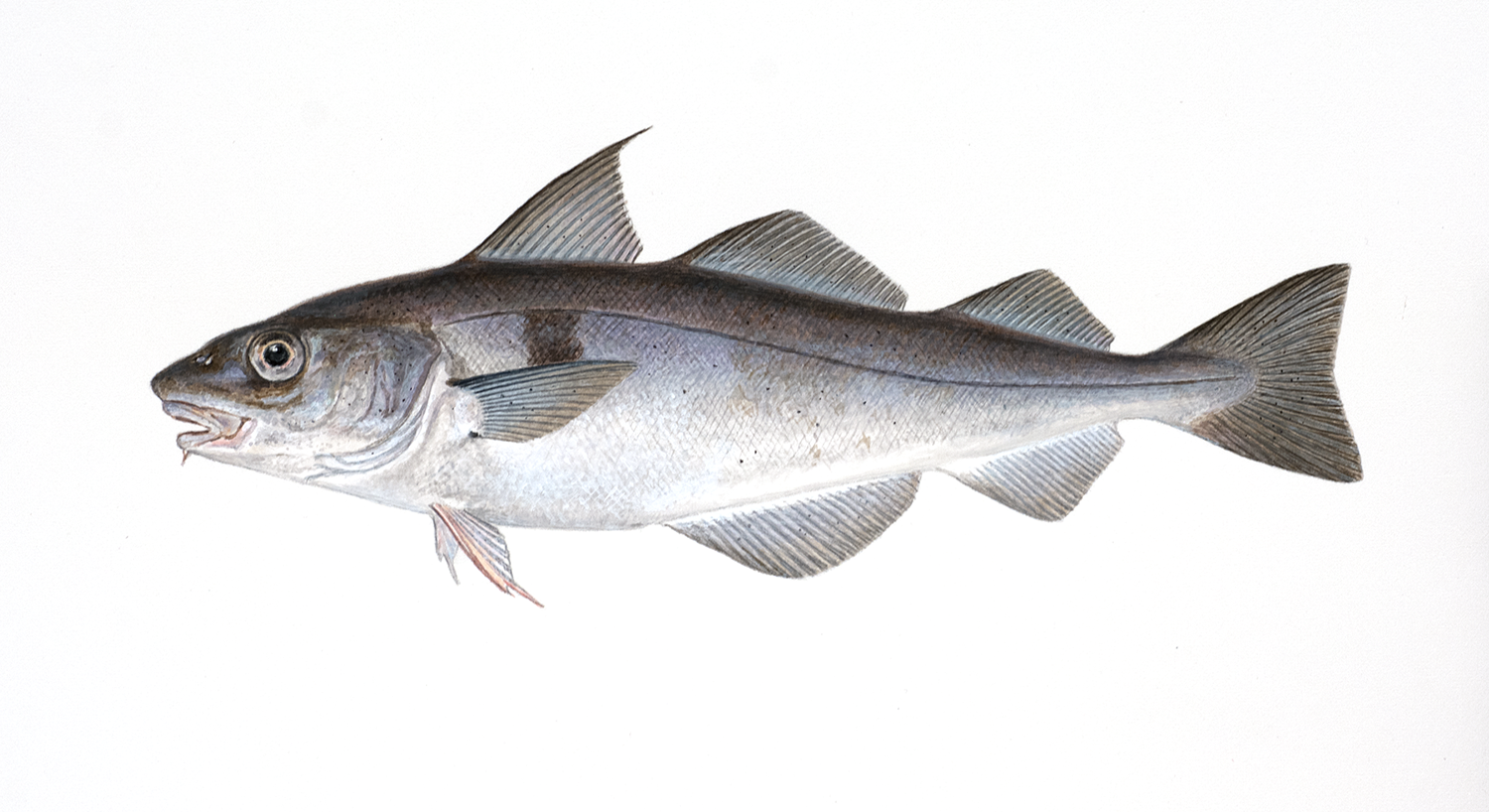 Illustrasjon av fiskearten Hyse.