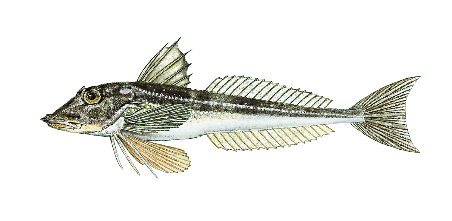 Illustrasjon av fiskearten Knurr.
