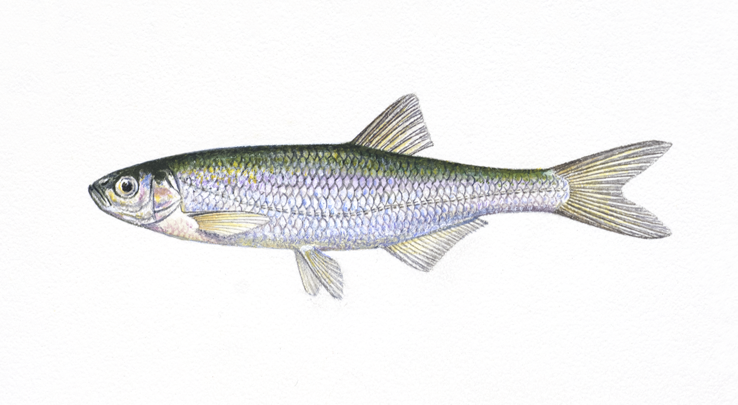 Illustrasjon av fiskearten Laue.