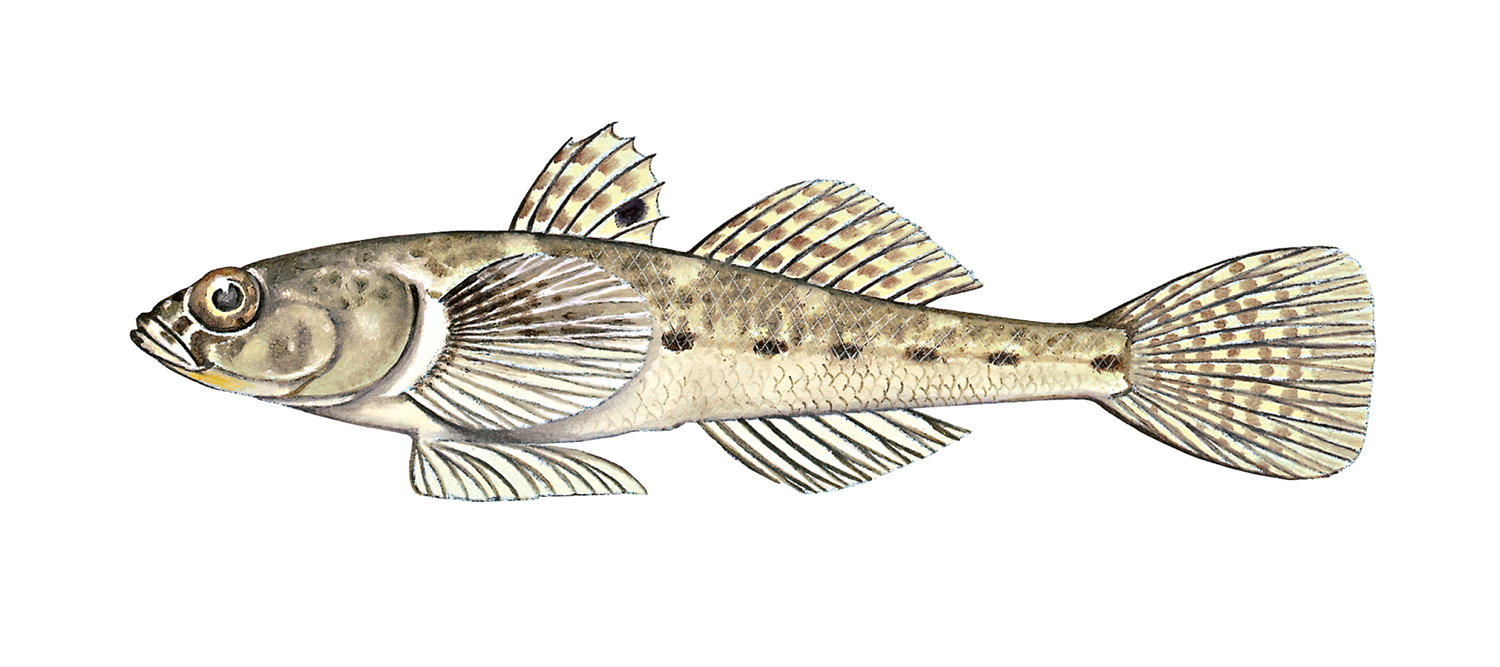 Illustrasjon av fiskearten Leirkutling.