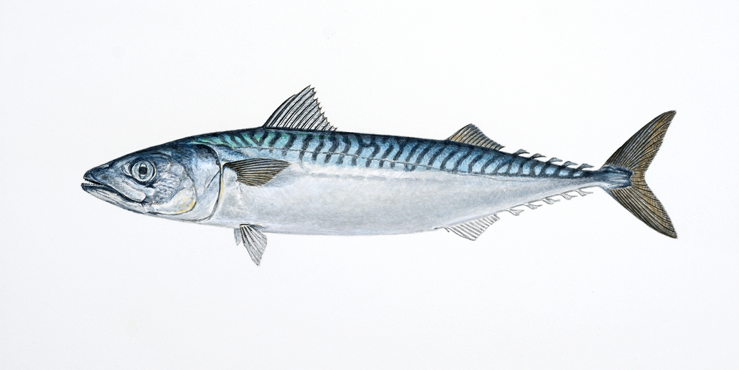 Illustrasjon av fiskearten Makrell.