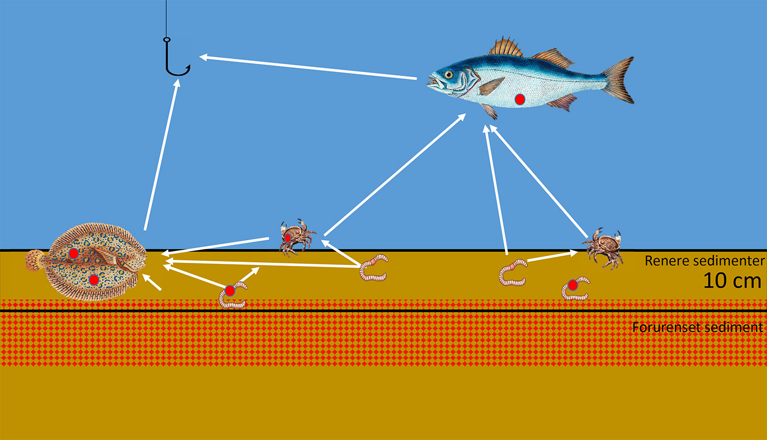 Illustrasjon som viser fisk og hvordan de får i seg miljøgifter fra bunnen.