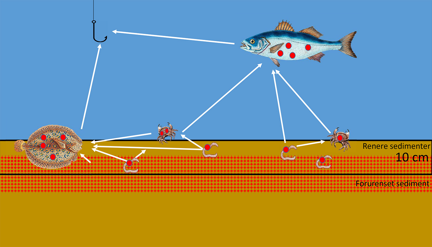 Illustrasjon som viser fisk og hvordan de får i seg miljøgifter og at når nye masser legger seg som et teppe over bunnen, blir det mindre miljøgifter i fisken.