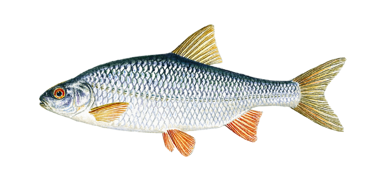 Illustrasjon av fiskearten Mort.