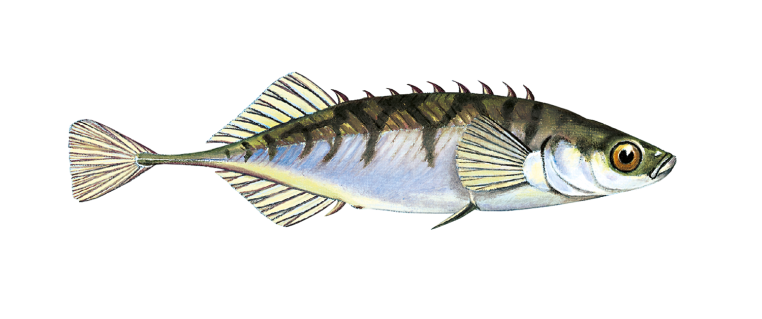Illustrasjon av fiskearten Nipigget stingsild.