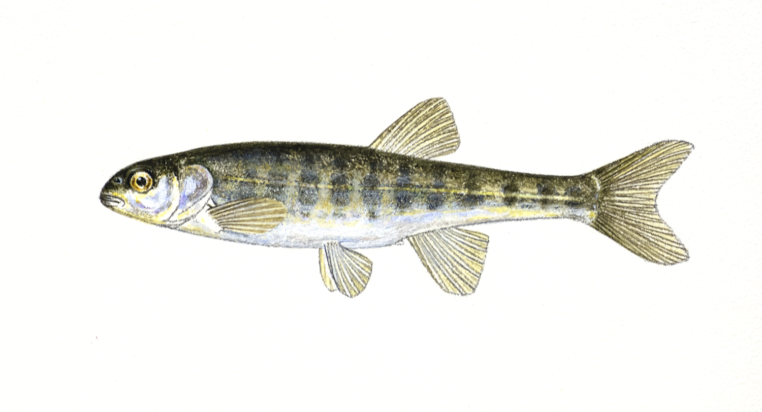 Illustrasjon av fiskearten Ørekyt.
