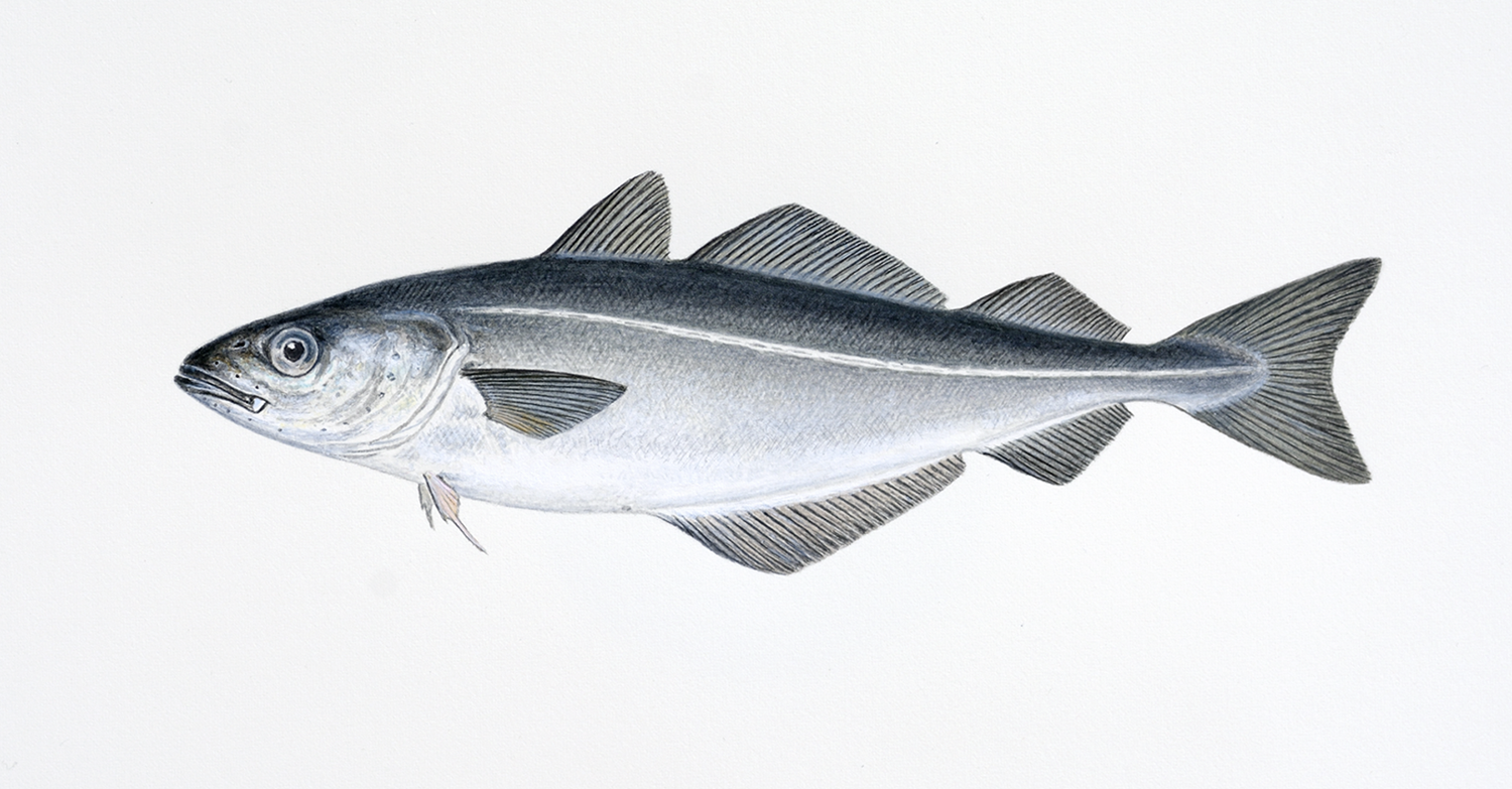 Illustrasjon av fiskearten Sei.