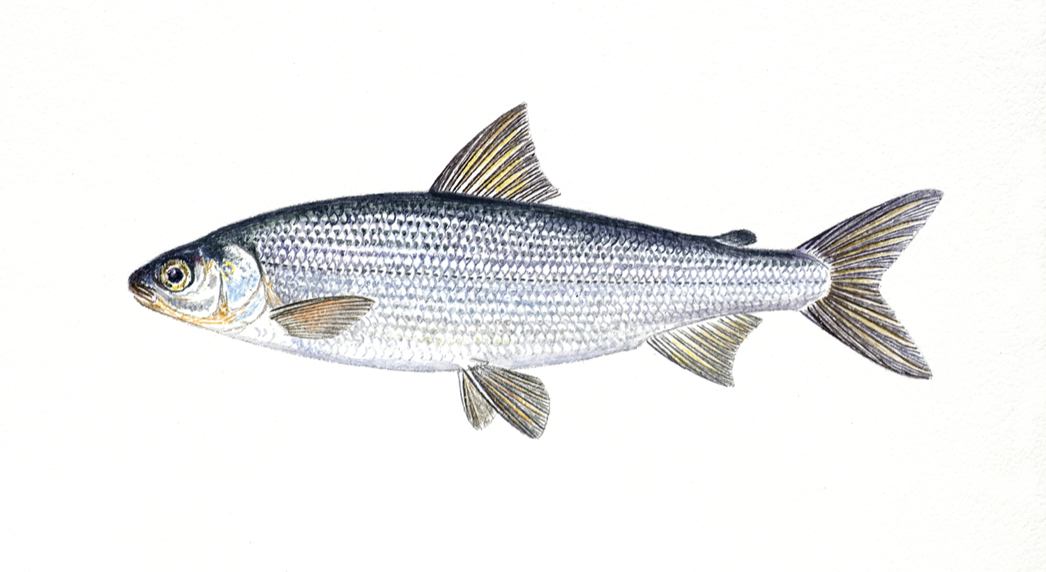 Illustrasjon av fiskearten Sik.