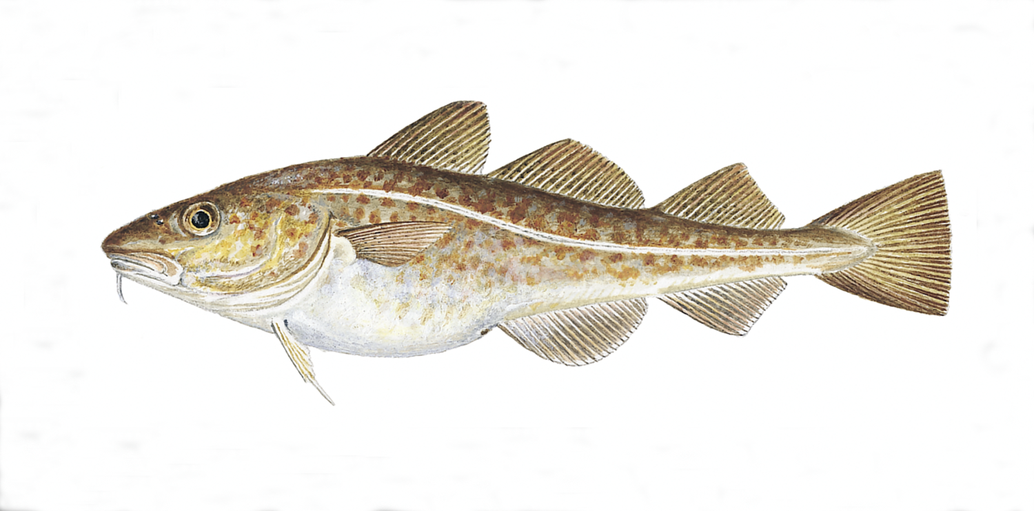 Illustrasjon av fiskearten Torsk.