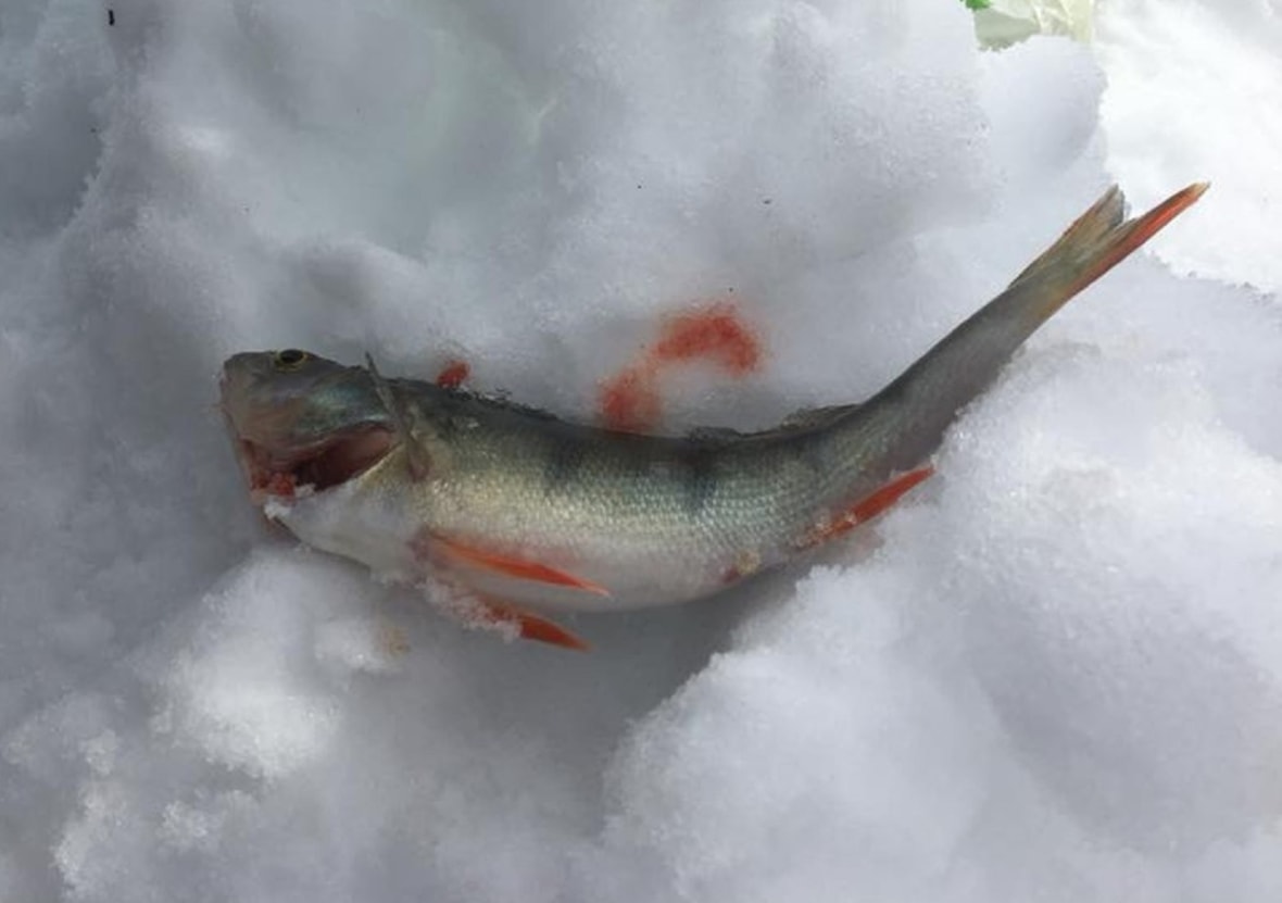 Fisk på isen på Hagatjern
